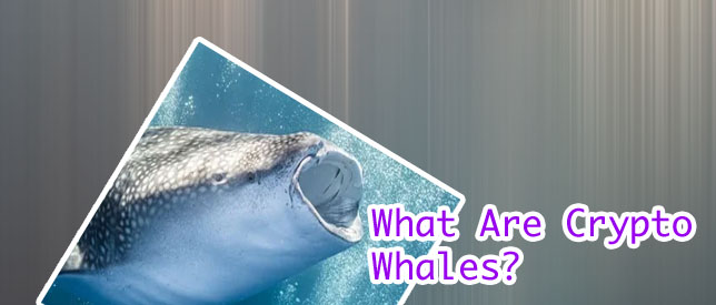 Whale watcher crypto
